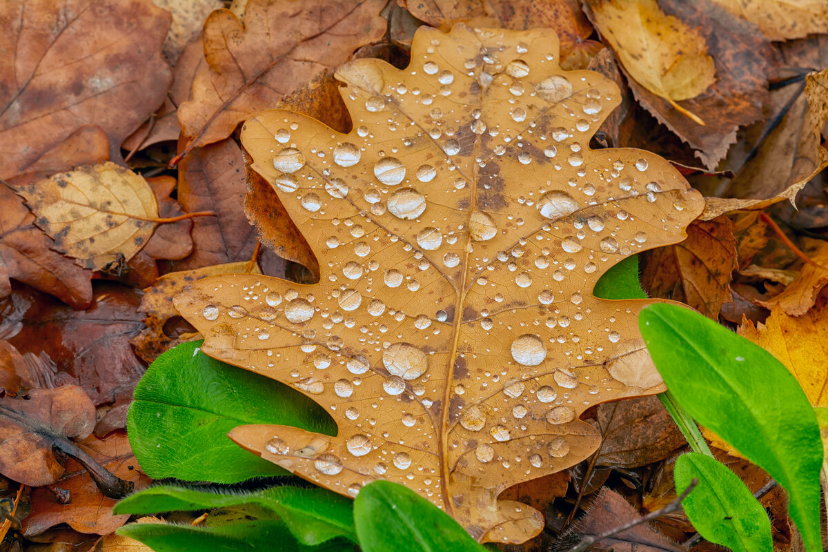 *** - Виталий Емельянов