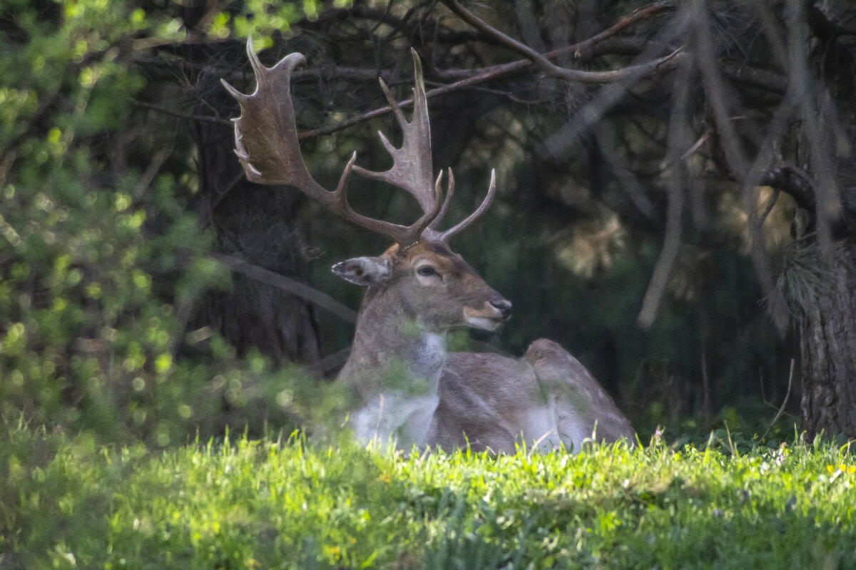 Олень. - Александр 