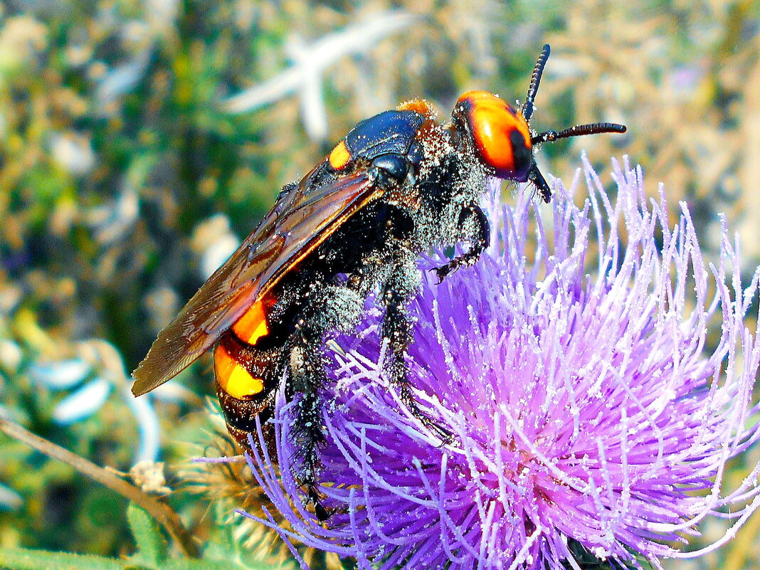 Сколия в пыльце - Константин Штарк