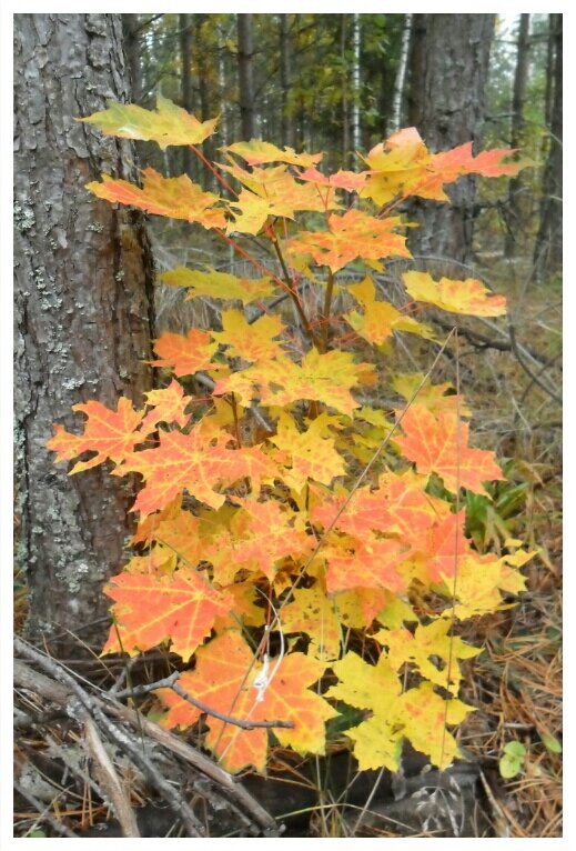 Осенняя - Виктор  /  Victor Соболенко  /  Sobolenko