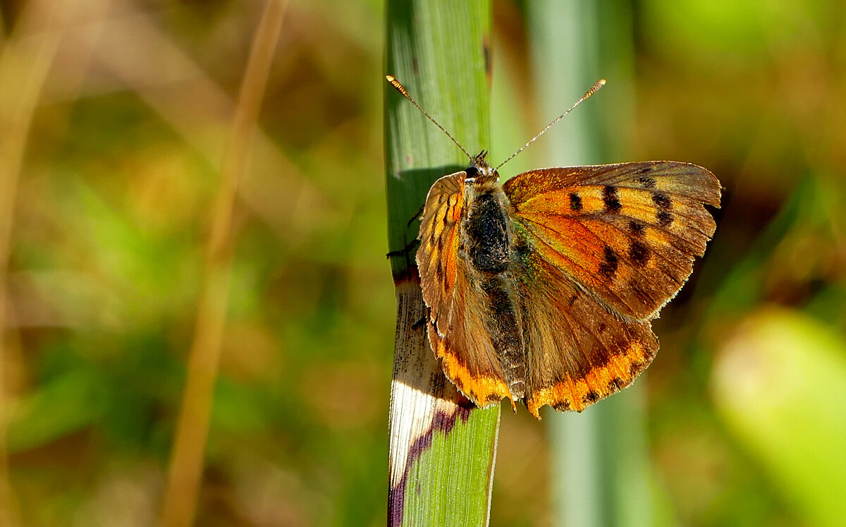 опять про бабочек...107 - Александр Прокудин