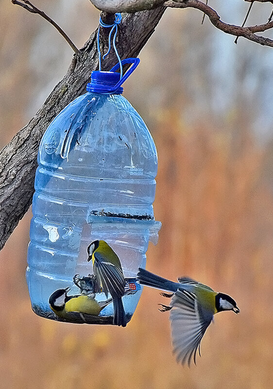 Забавные синички, или "Сдаёшься?" - Валентина  Нефёдова 