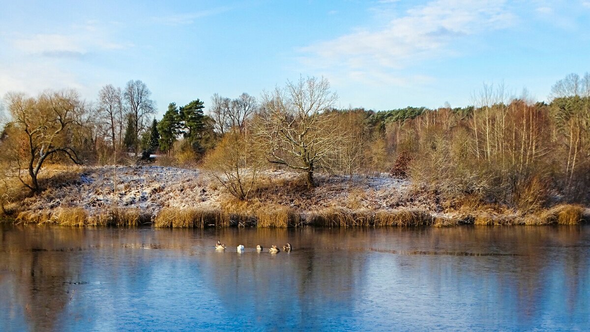 Пейзаж с лебедями. - Милешкин Владимир Алексеевич 