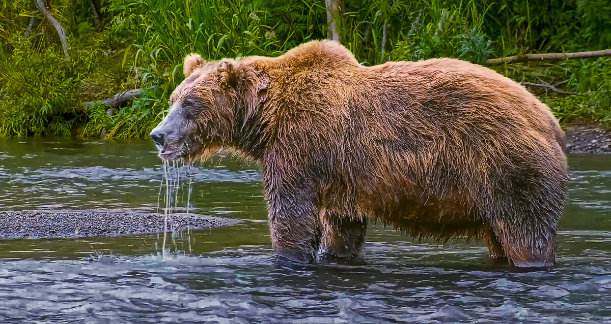 Бурый медведь - Aleksey Afonin
