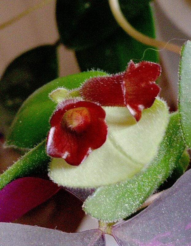 Эсхинантус «Яфролепис» "Мона Лиза" - Tata Wolf Эсхинантус «Яфролепис» "Мона Лиза" - Tata Wolf