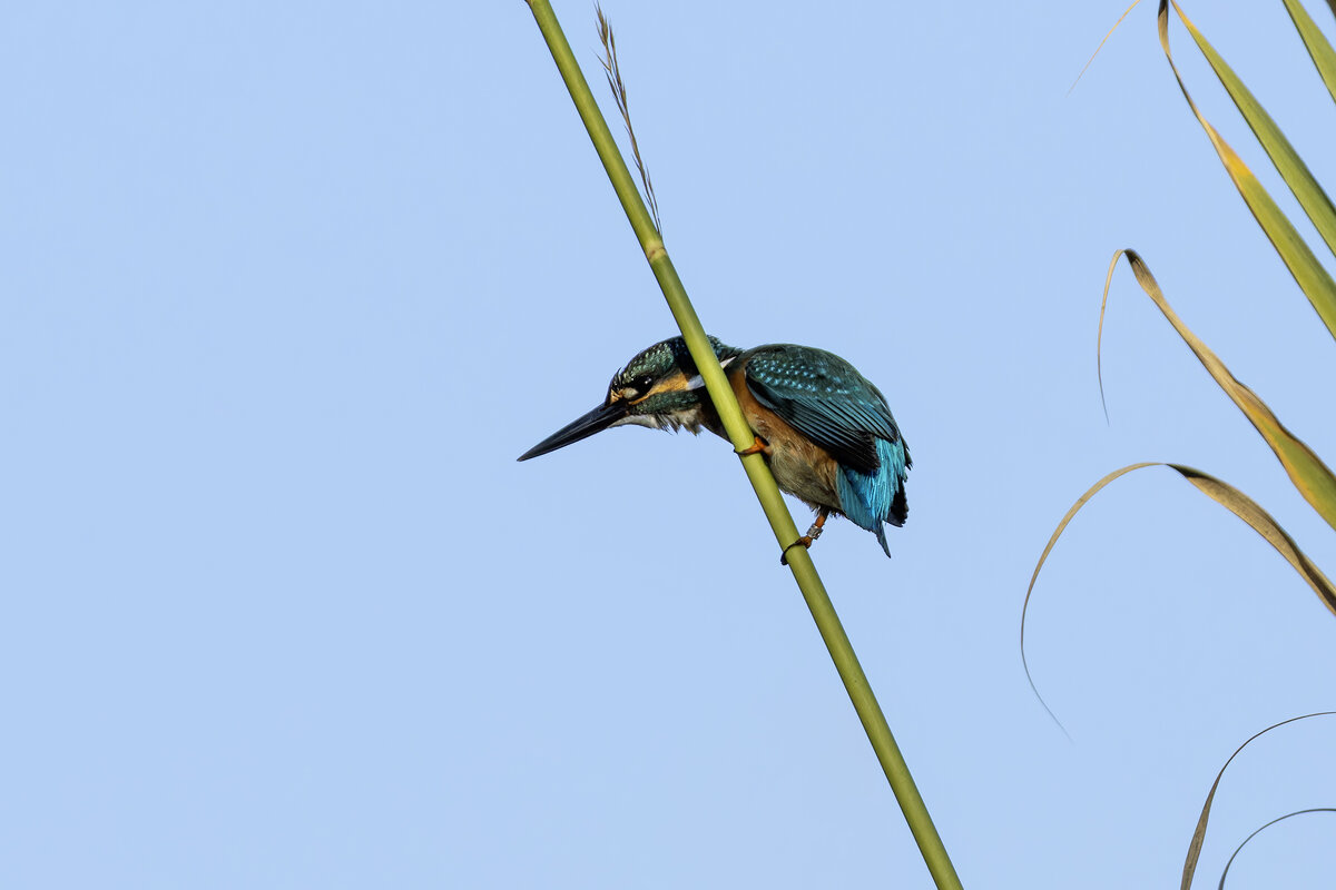 Зимородок обыкновенный. - Alexander Amromin