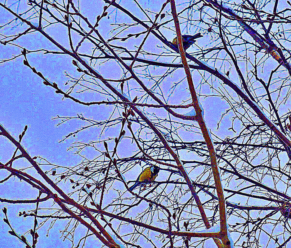 Зимний сквер с синицами! - Владимир 
