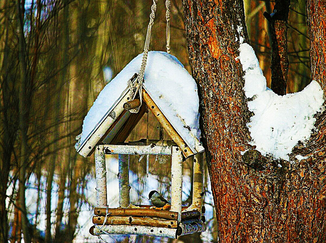 Птичий домик-кормушка в тайге! - Владимир 