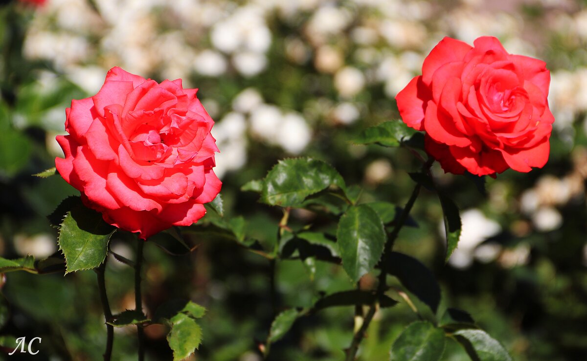 Лучики солнца в пасмурный день (серия) - Любовь Сахарова