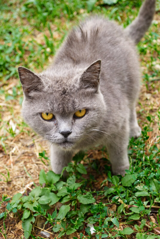 Кот - Александр Лычагин Кот - Александр Лычагин