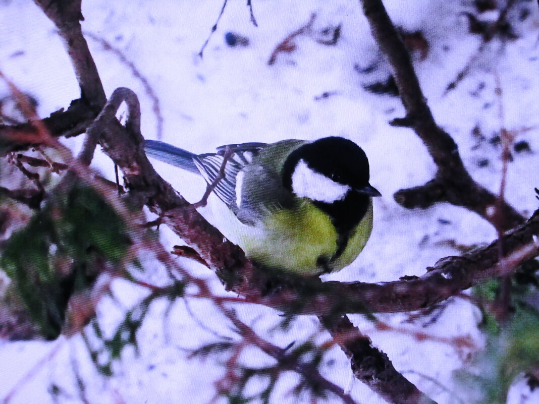 Ждёт угощения - Людмила Смородинская