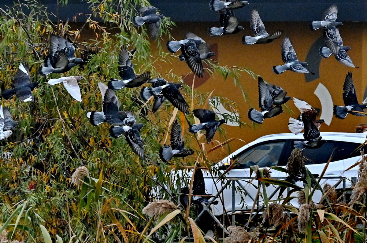 Летите голуби, летите...1 - Николай Саржанов