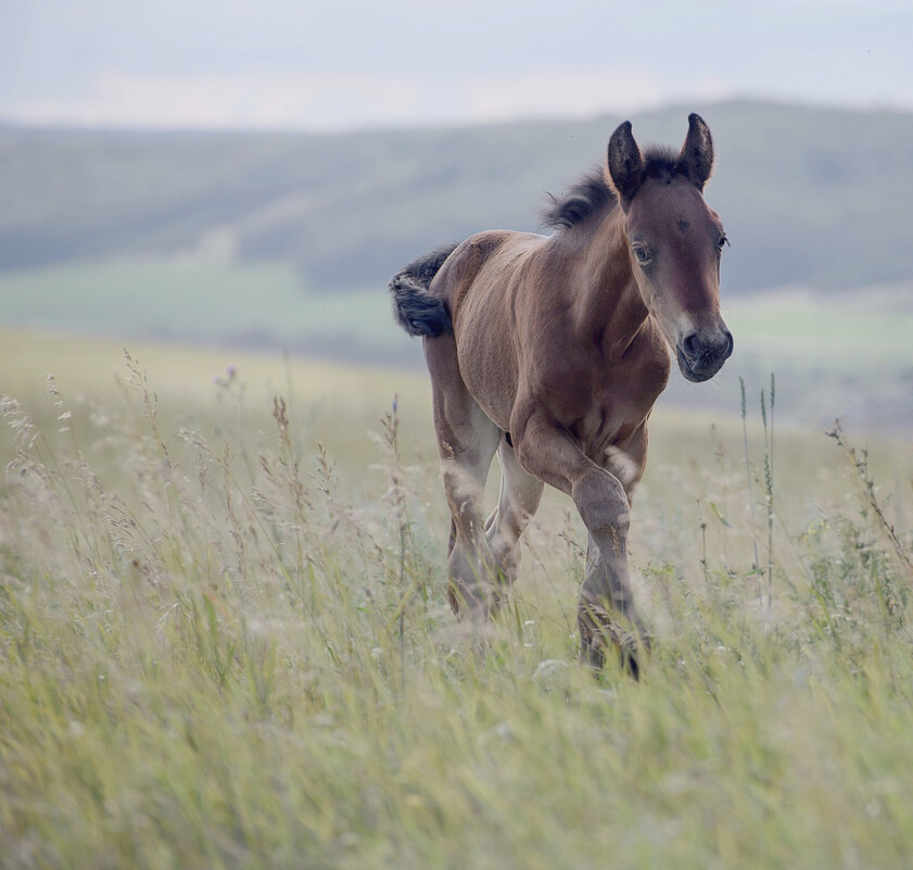 Малыш - Марина Фомина.