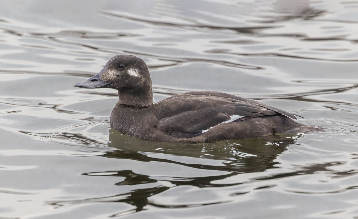 турпан. - юрий макаров