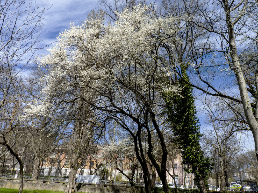 Весна 2024 года - Валентин Семчишин Весна 2024 года - Валентин Семчишин