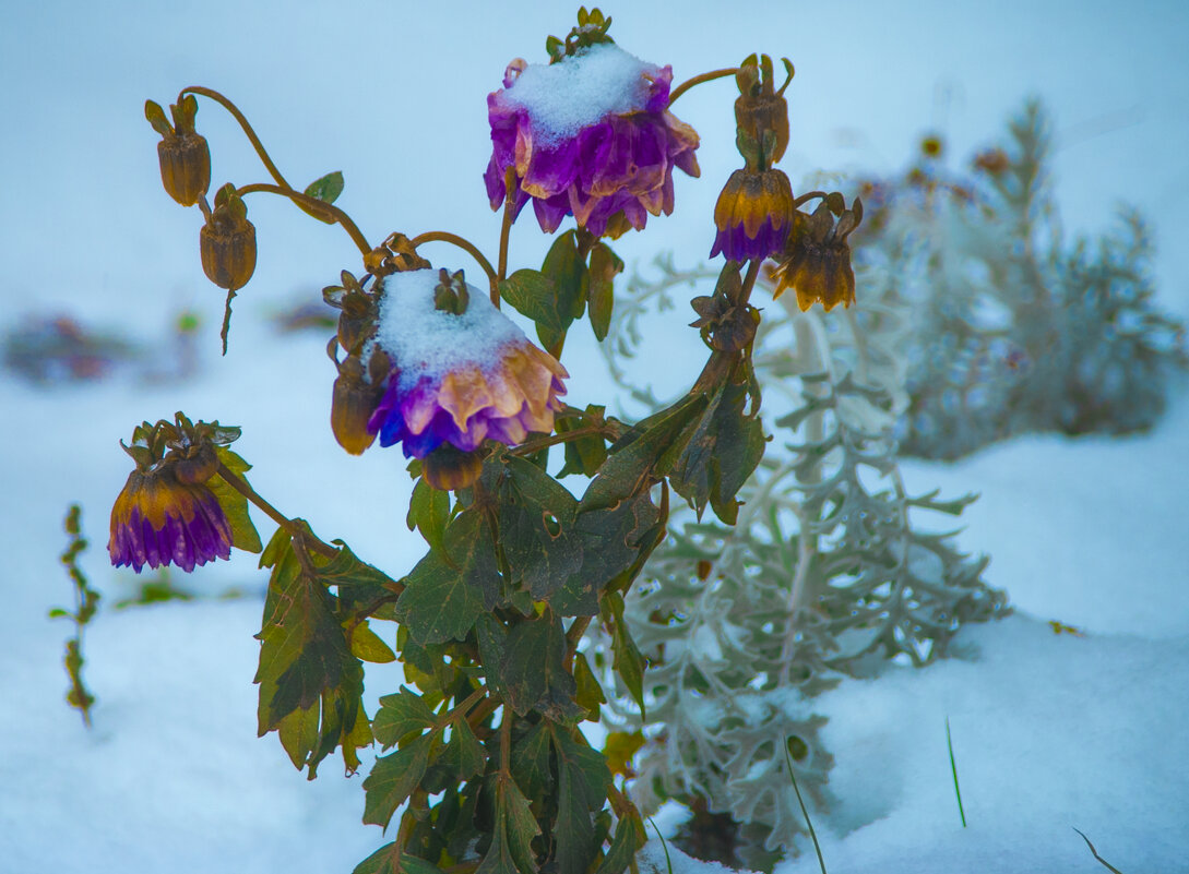 Первый Снег - ЦВЕТЫ - Владимир Максимов Первый Снег - ЦВЕТЫ - Владимир Максимов