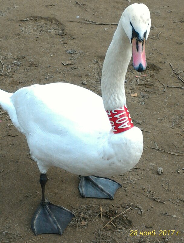 Красавец - Натали 