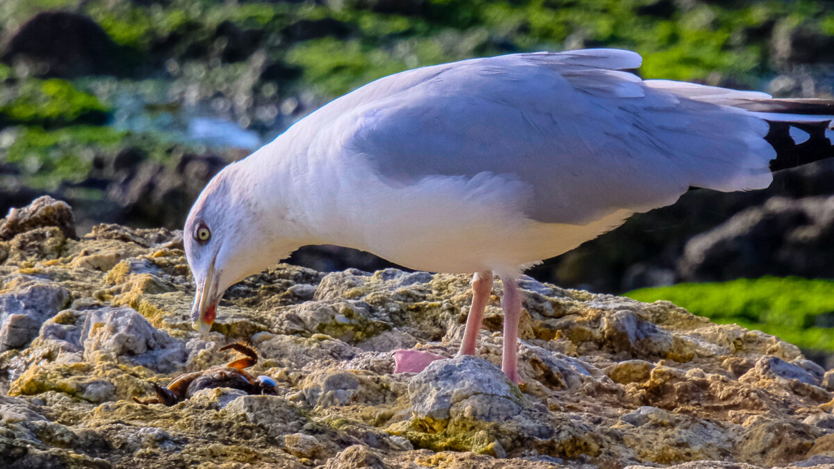 Серебристая чайка нашла себе обед - Георгий А Серебристая чайка нашла себе обед - Георгий А