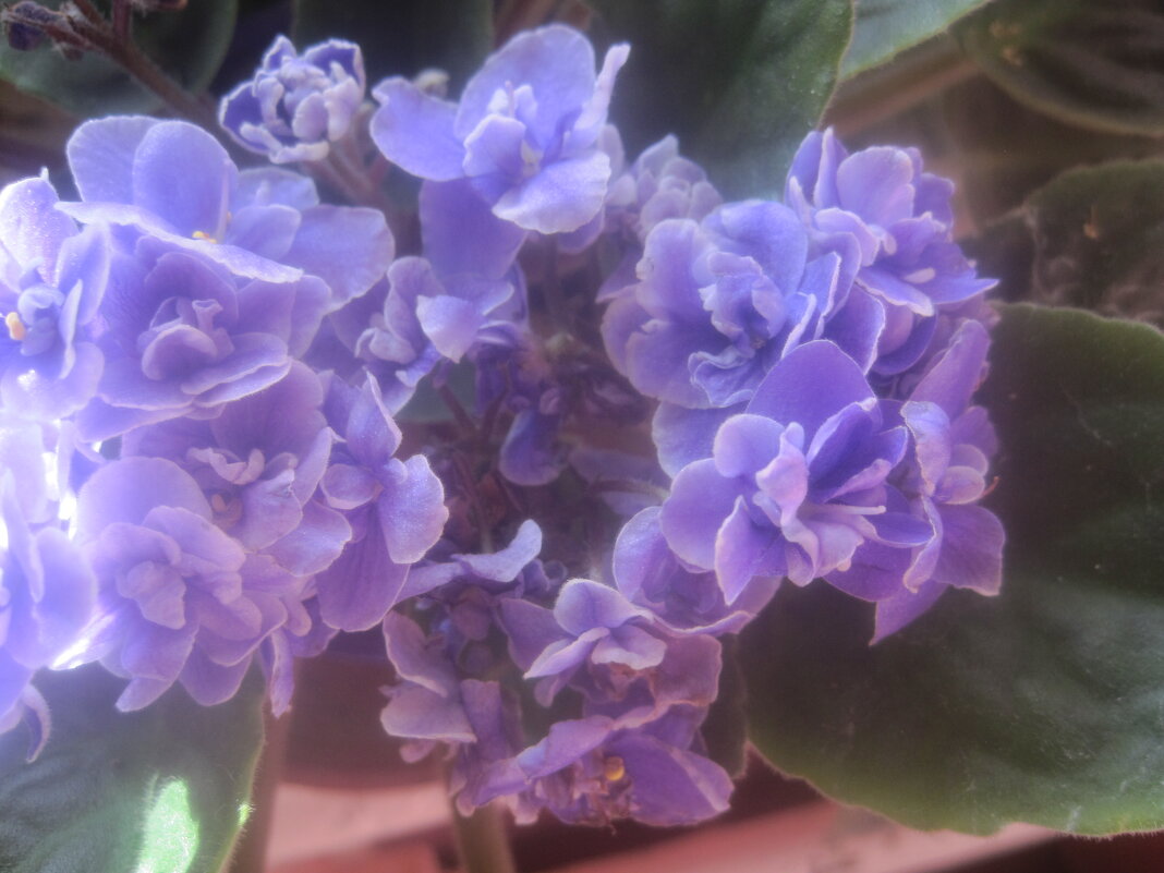 Фиалка - Елена Семигина