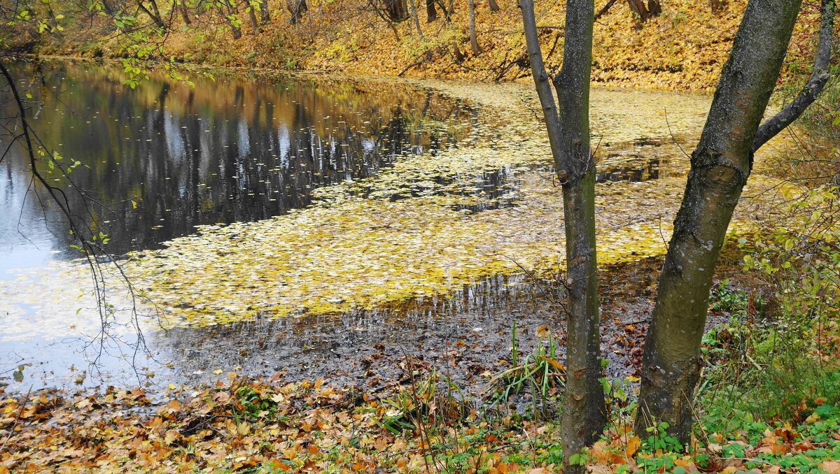 Опавшие осенние листья - Рита Симонова