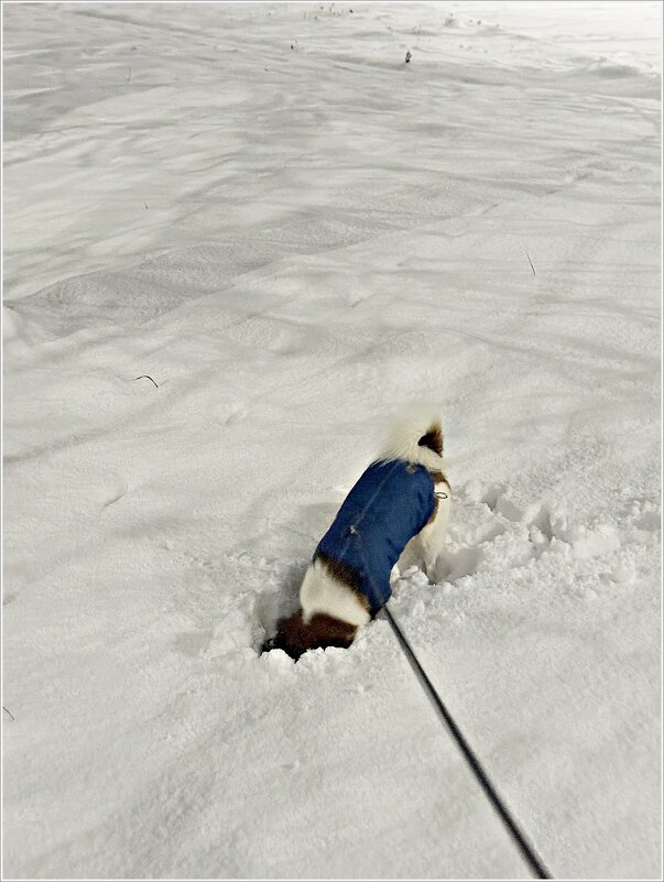 Яшик радуется снегу. - Валерия Комова