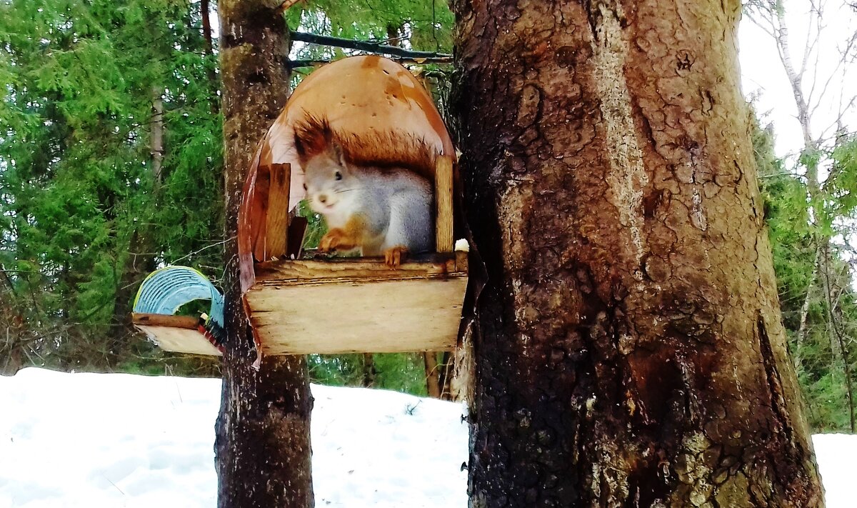 кормежка - Владимир 