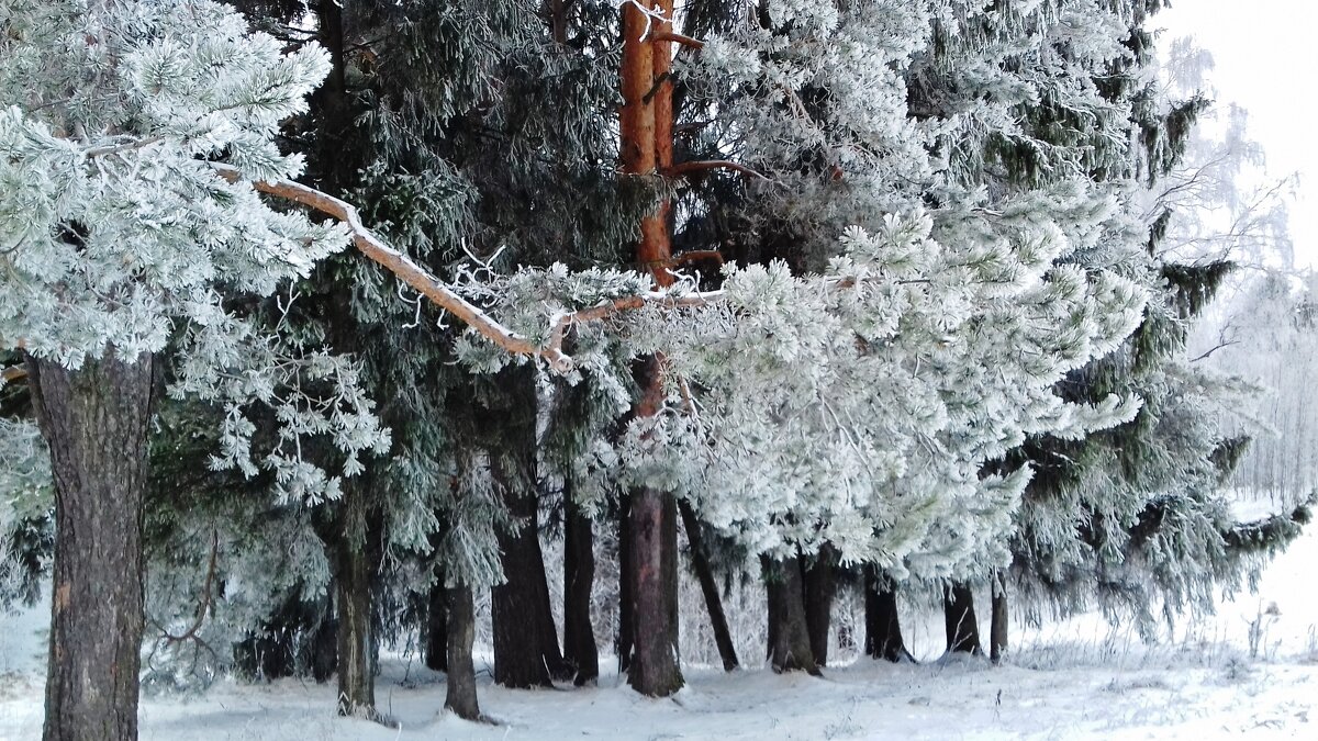 природа - Владимир 