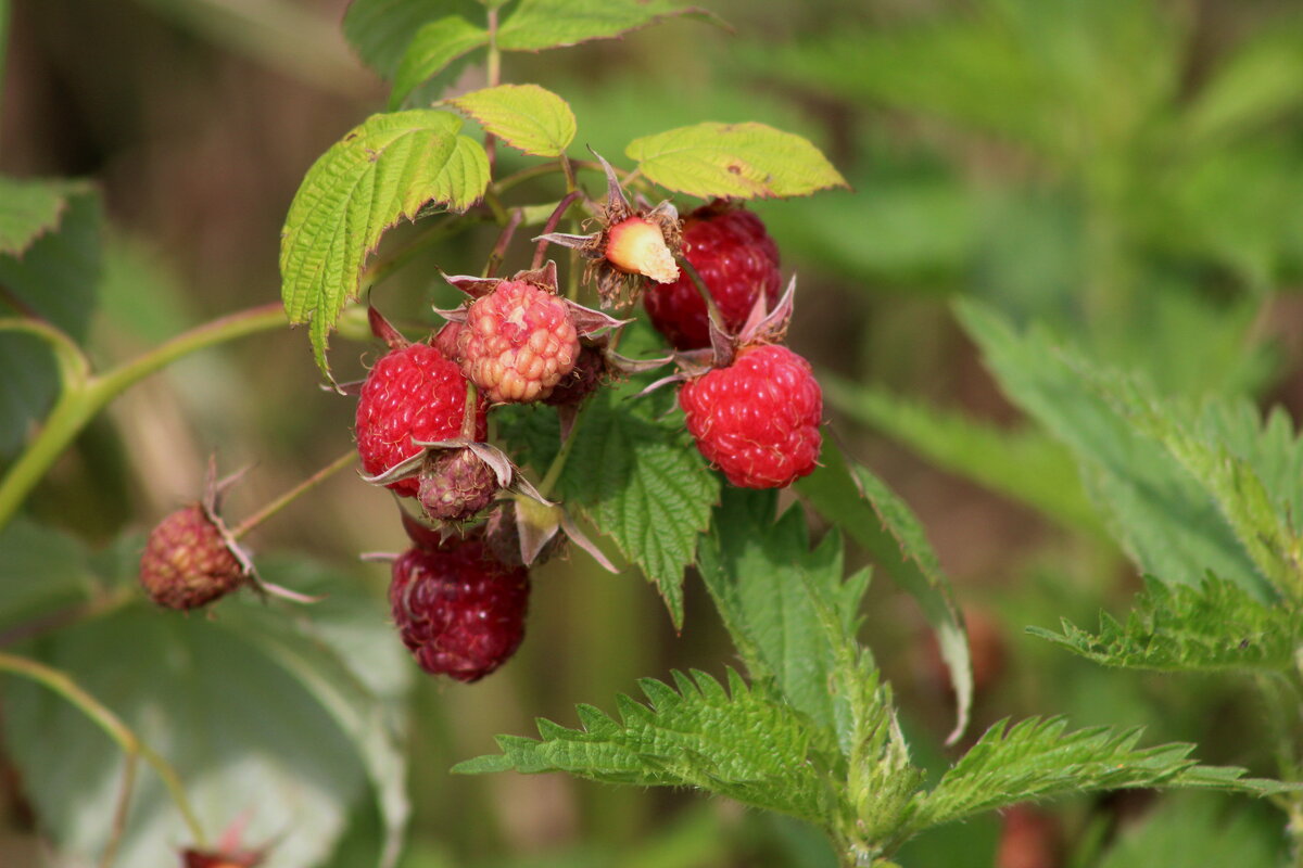 "Ягода малина нас к себе манила" - Tim Andrews