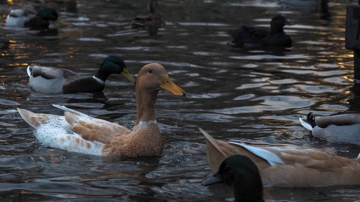 Из Жизни Уток - юрий поляков