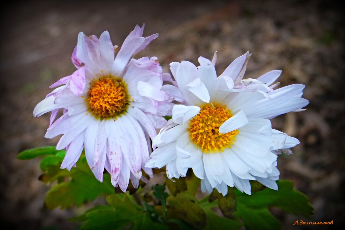Самая стойкая красота... - Андрей Заломленков Самая стойкая красота... - Андрей Заломленков