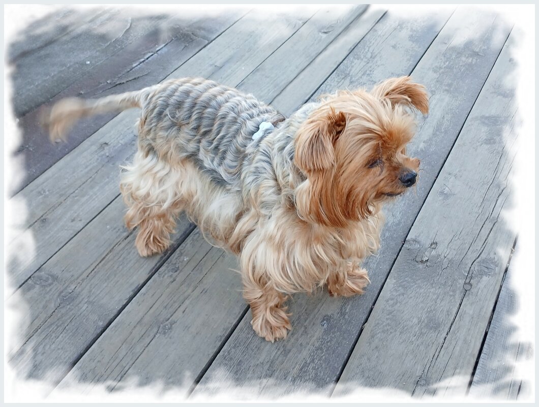 Маленький тигрёночек ♥ - Лия ☼