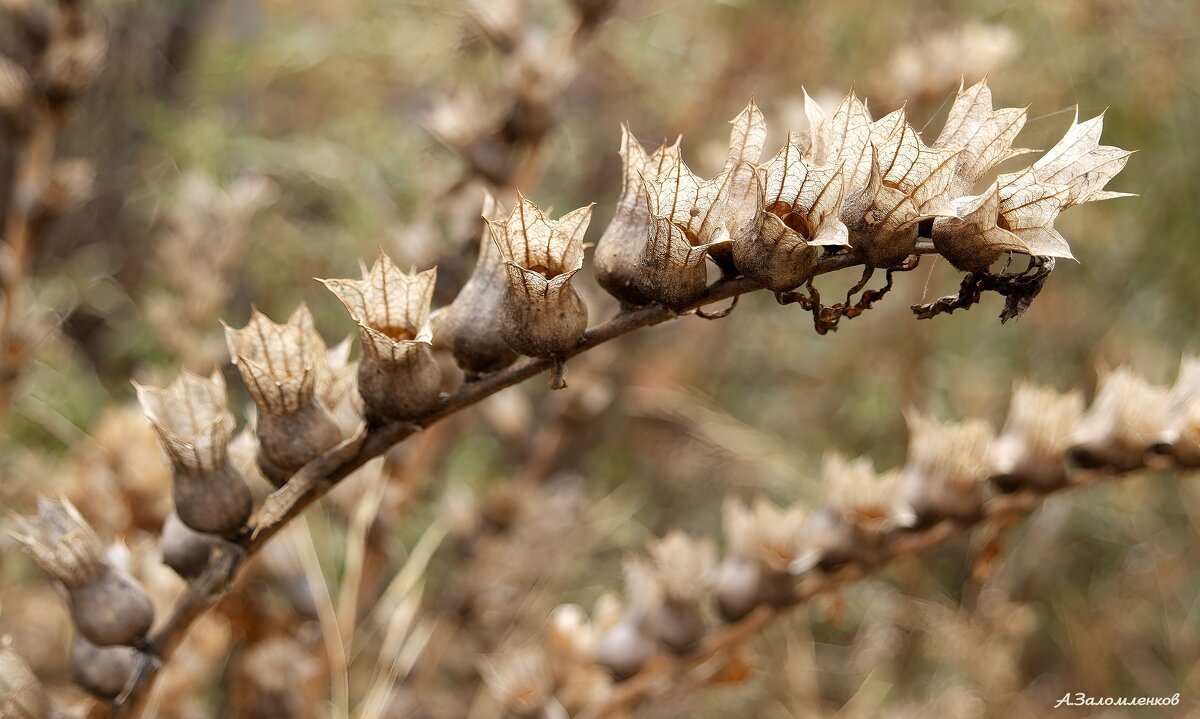 Про осеннюю белену.. - Андрей Заломленков