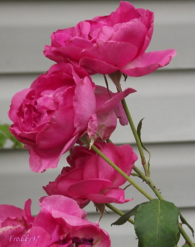Розы - Freddy 97