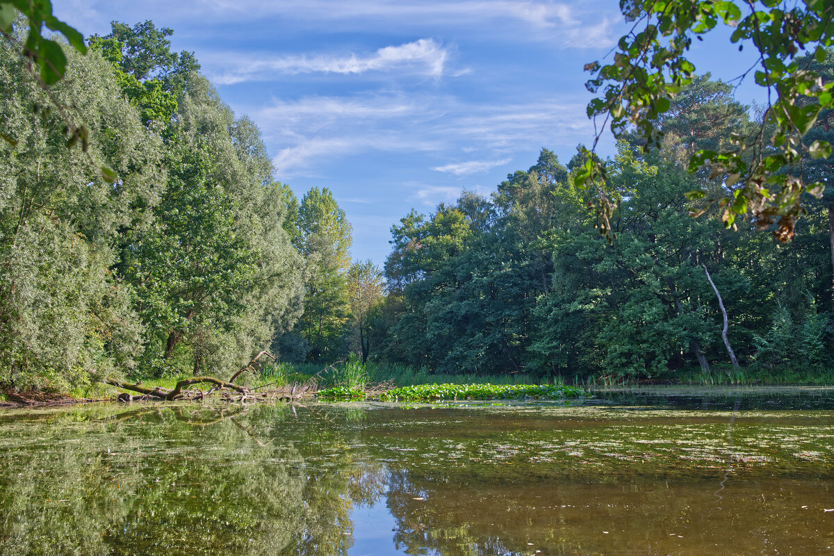 Пруд ... - Jakob Dick