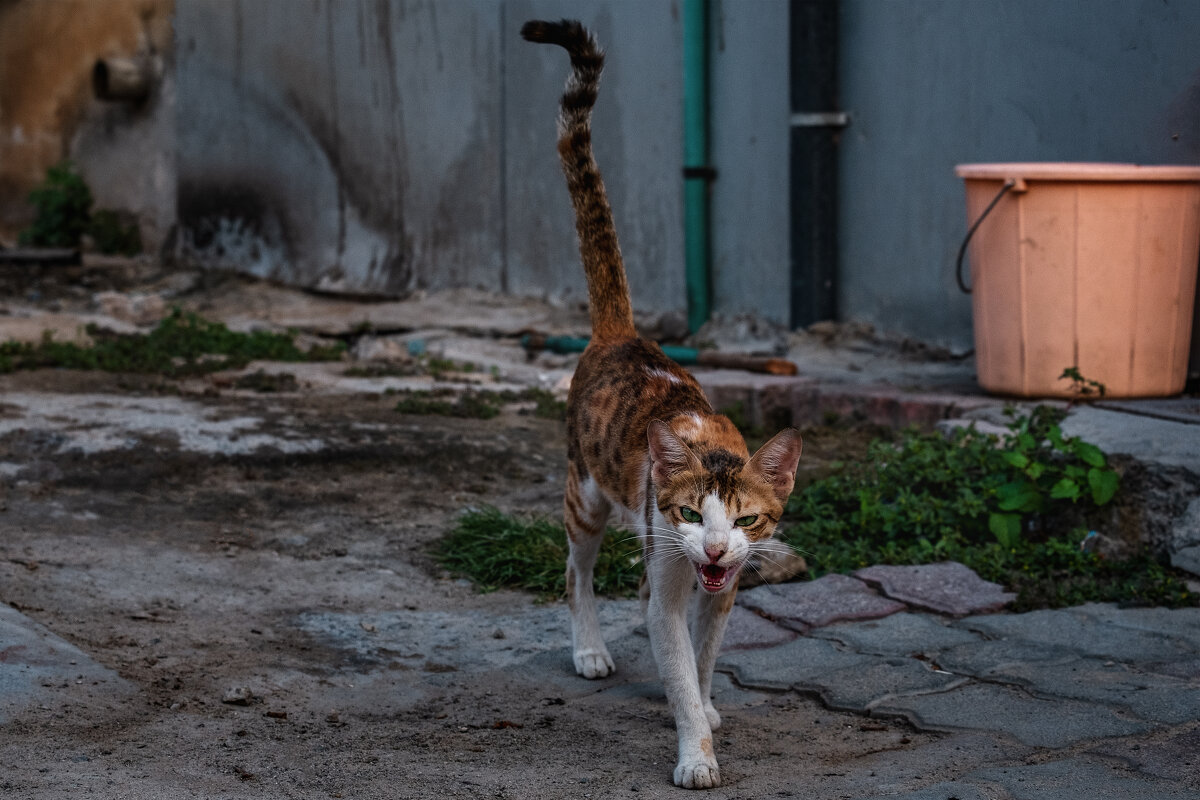 Аравийская кошка МАУ - Александр 