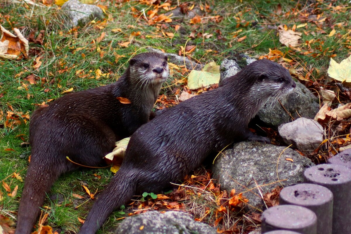 Охотницы - Юрий. Шмаков Охотницы - Юрий. Шмаков