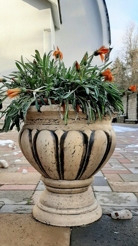 Цветы ноября - Наталья Герасимова