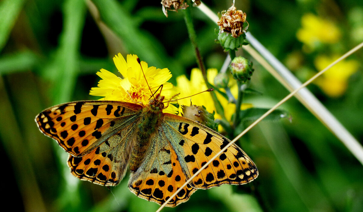 опять про бабочек...114 - Александр Прокудин