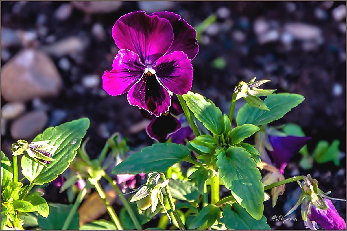 Про сентябрь - Aquarius - Сергей Про сентябрь - Aquarius - Сергей