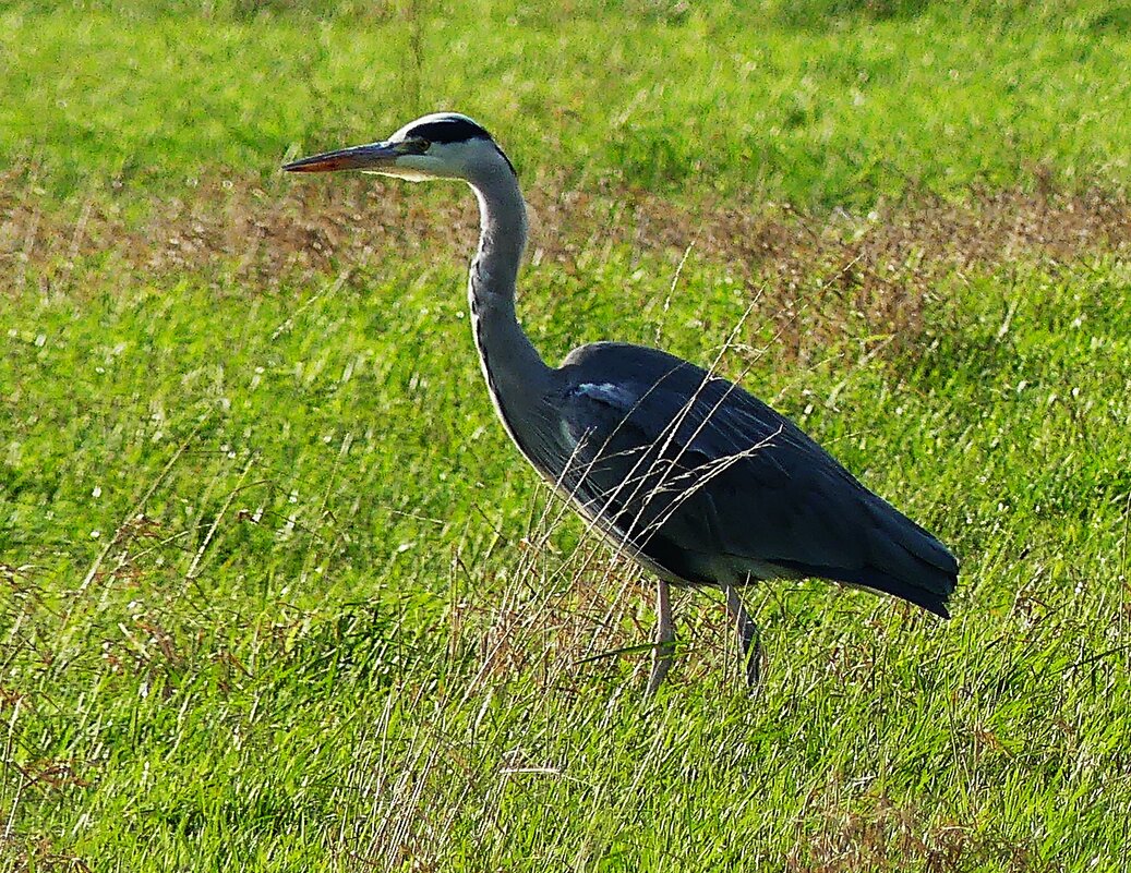 Прогулка - Владимир Манкер