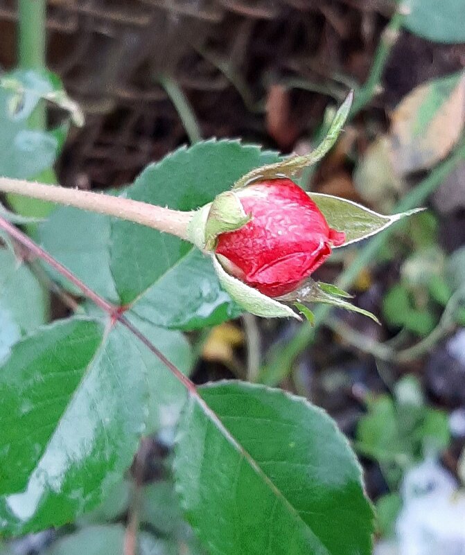 Цветы ноября - Наталья Герасимова