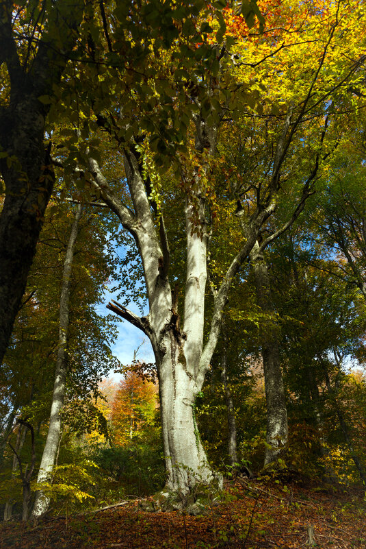 про мускулы стальные...))) - Всеволод 