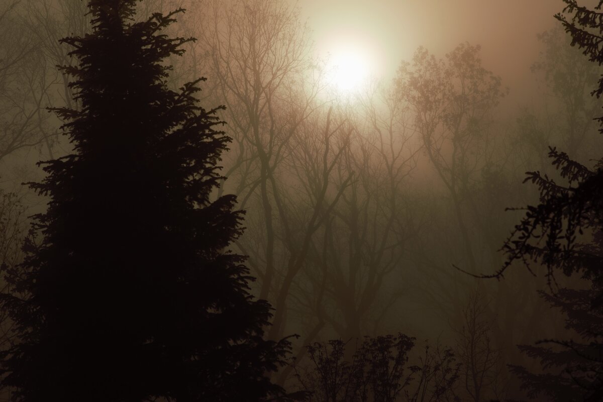 Солнце и туман. - Юрий Полторыхин.