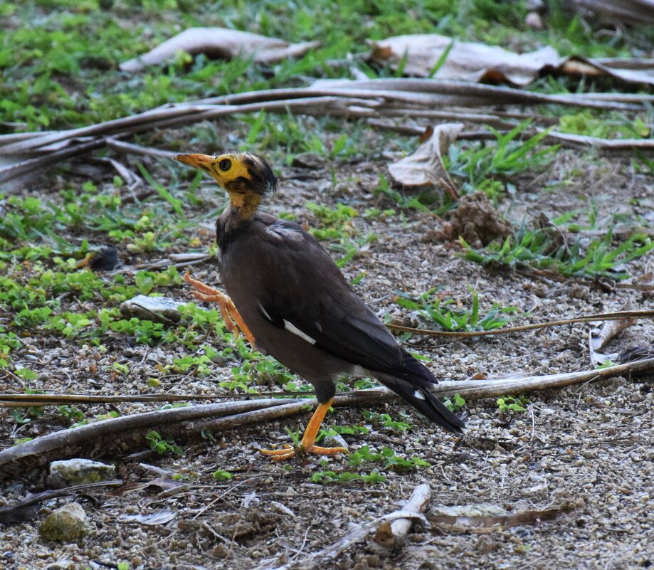 Тайская птичка Майна - Марина 