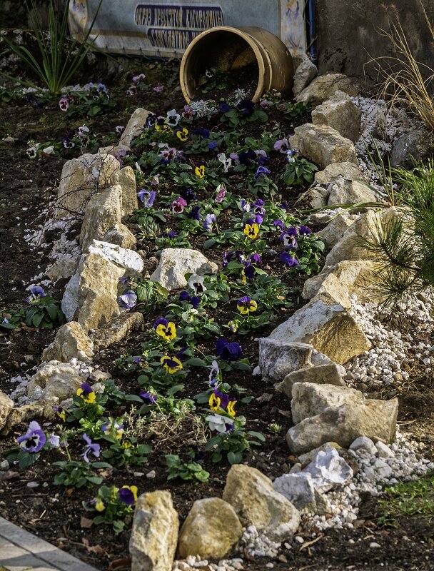 Анютины глазки  23. 11.2025 - Игорь Сикорский