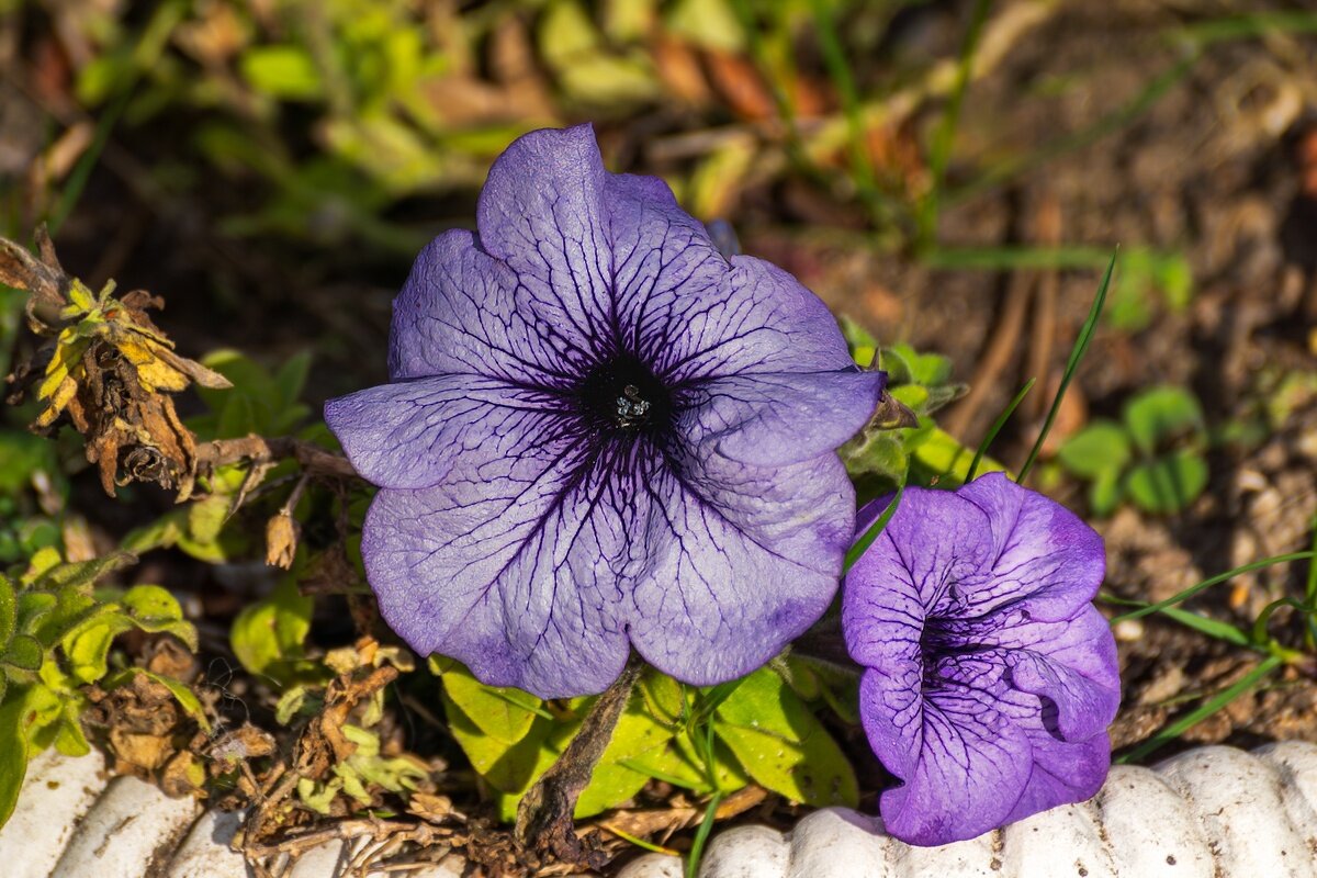 Петуньи 23.11.2025 - Игорь Сикорский Петуньи 23.11.2025 - Игорь Сикорский