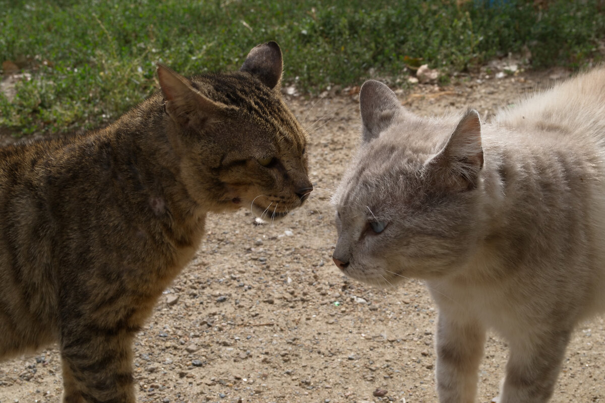 Коты - Александр Лычагин Коты - Александр Лычагин
