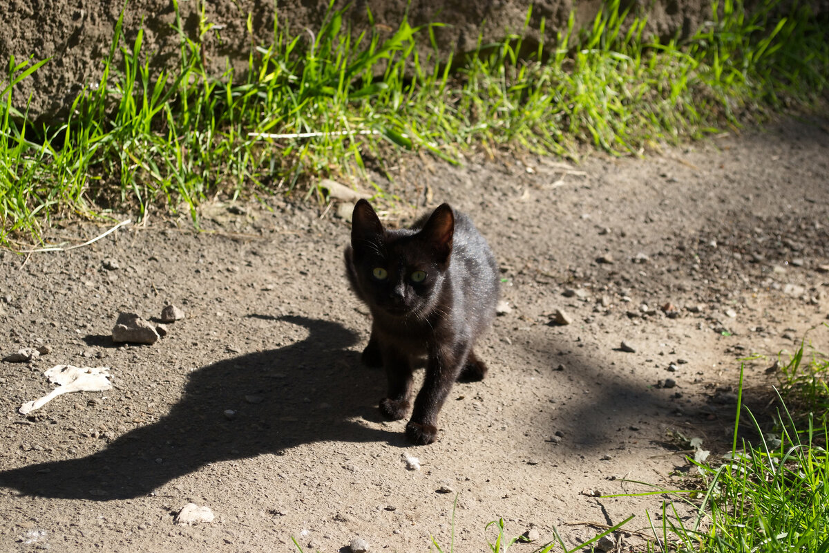 Черный котенок - Александр Лычагин