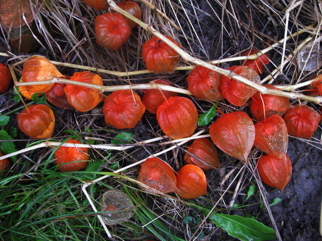 Физалис - Людмила Смородинская