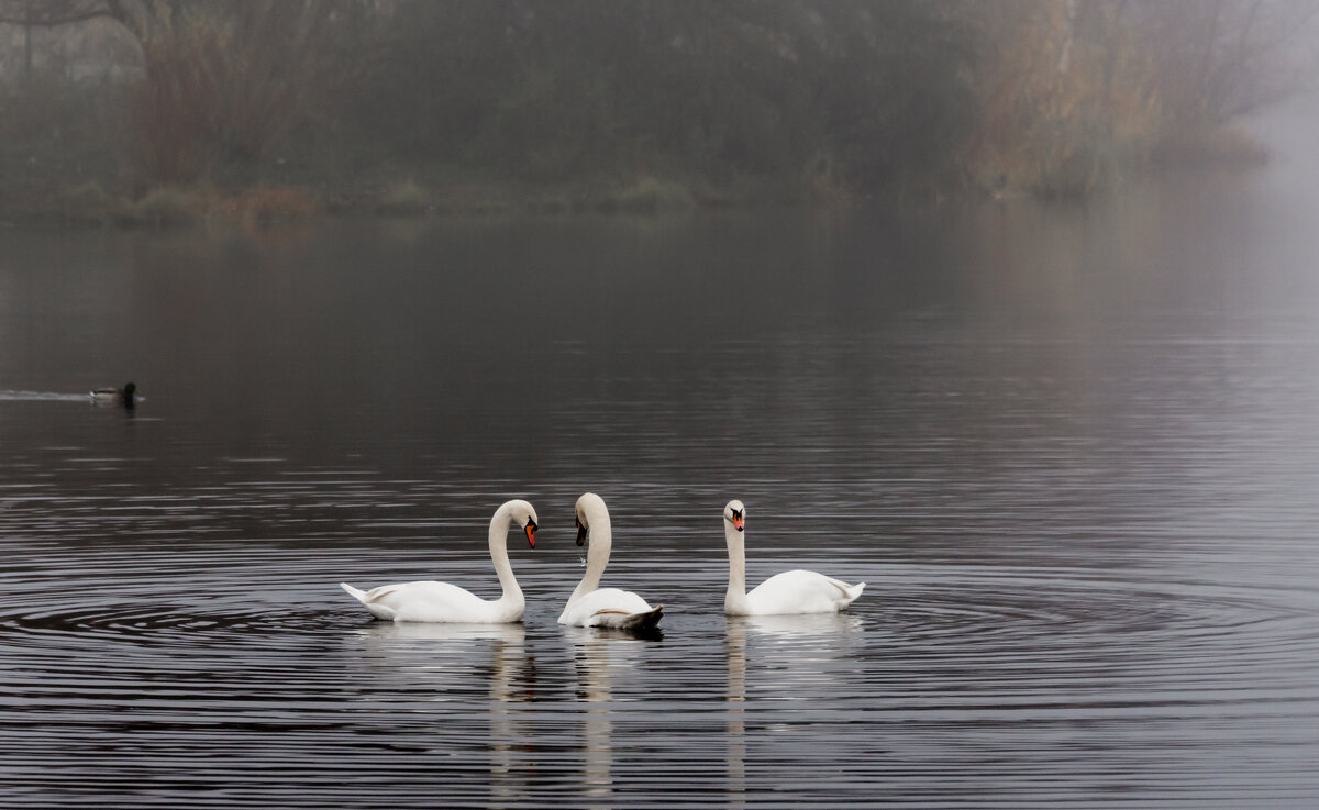 **** - Владимир Безбородов
